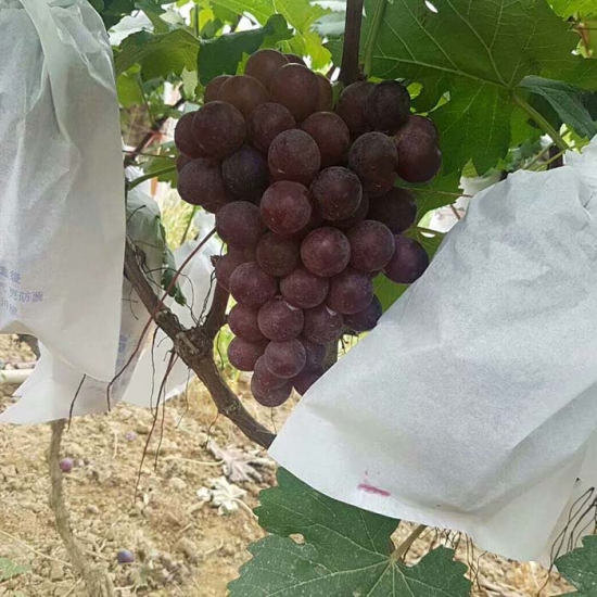 Disposable grape rain cover